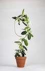 鉢植えな植物のための明るい表面を形作る金属の植物サポート ステンレス鋼 ワイヤー